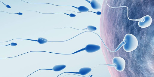 urology - infertilidad masculina